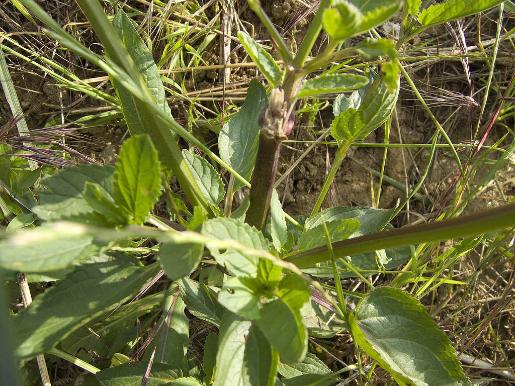 Scrophularia auriculata / Scrofularia acquatica